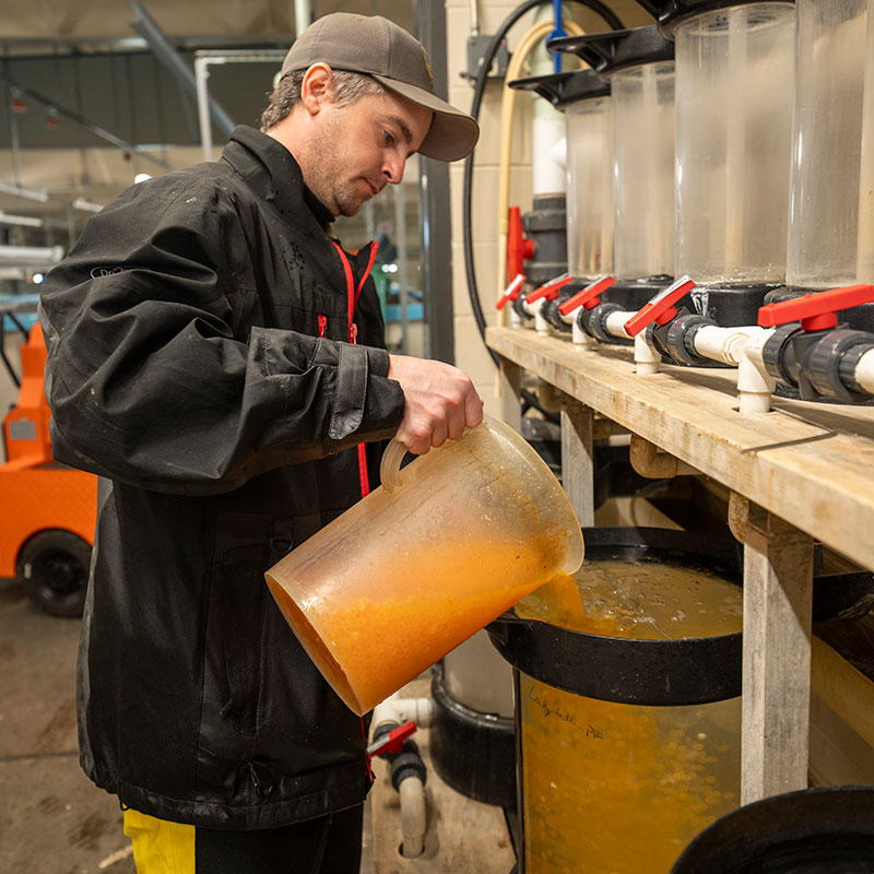 Biologist pouring salmon eggs into tank