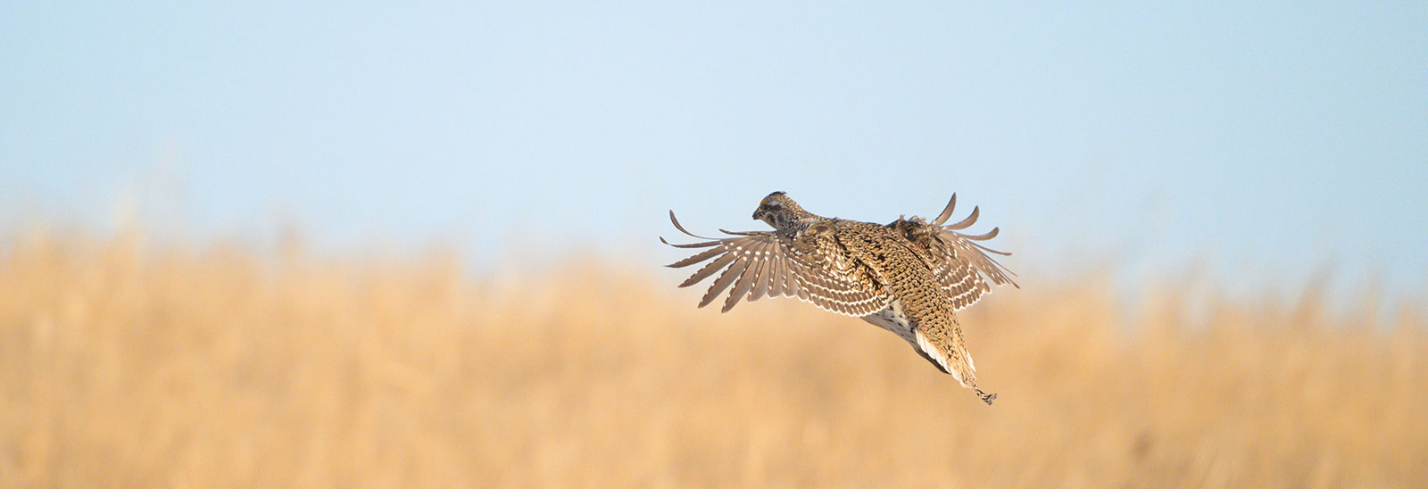 Sharptail flying over brown grass