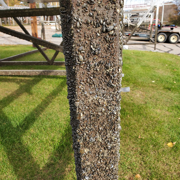Zebra mussels on a dock