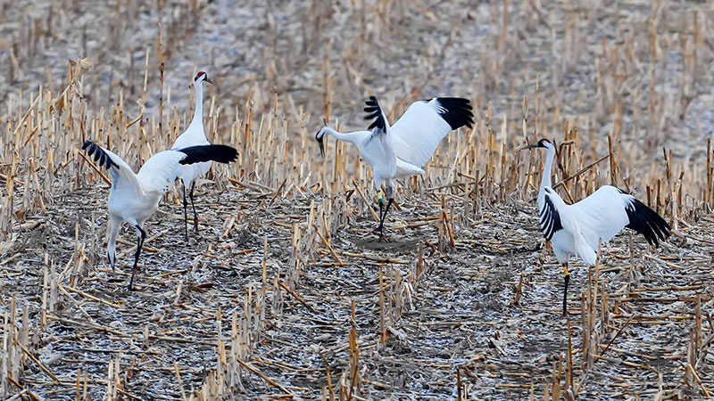 Cranes in harvested crop field dancing
