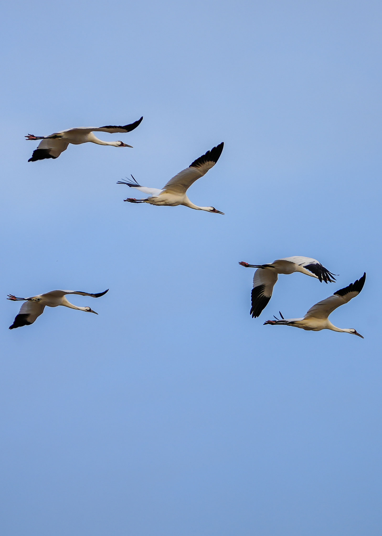 Whooping cranes flying