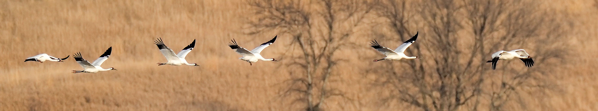 Cranes flying over brown hills