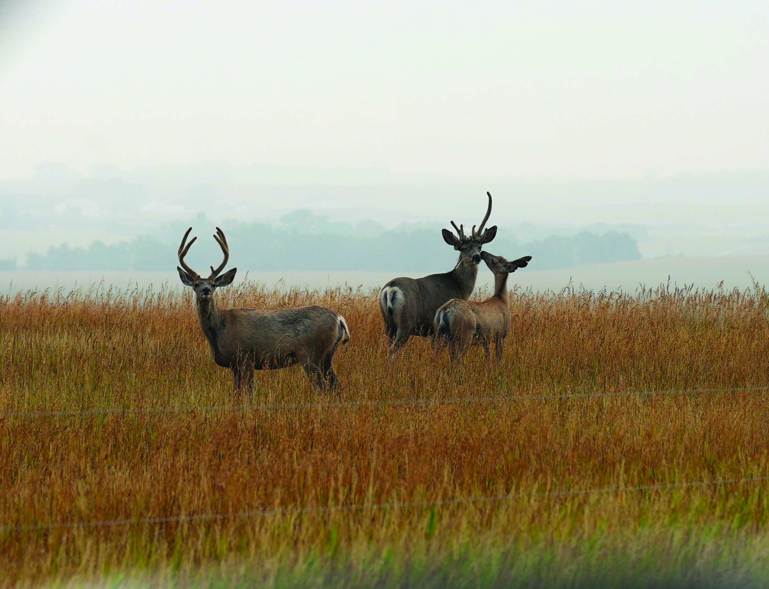 Mule Deer