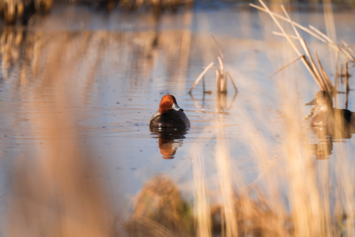 Redhead Duck