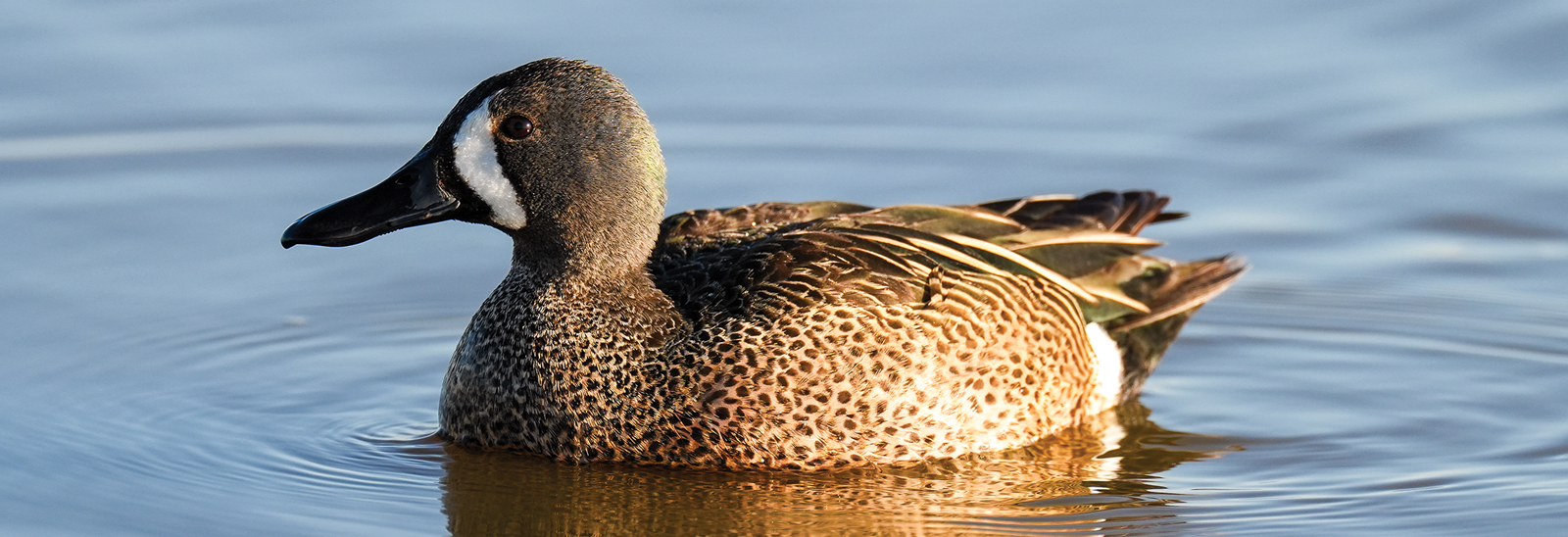 Blue-winged Teal