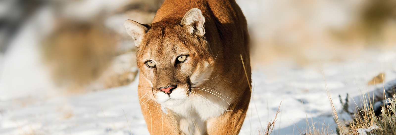 Mountain Lion