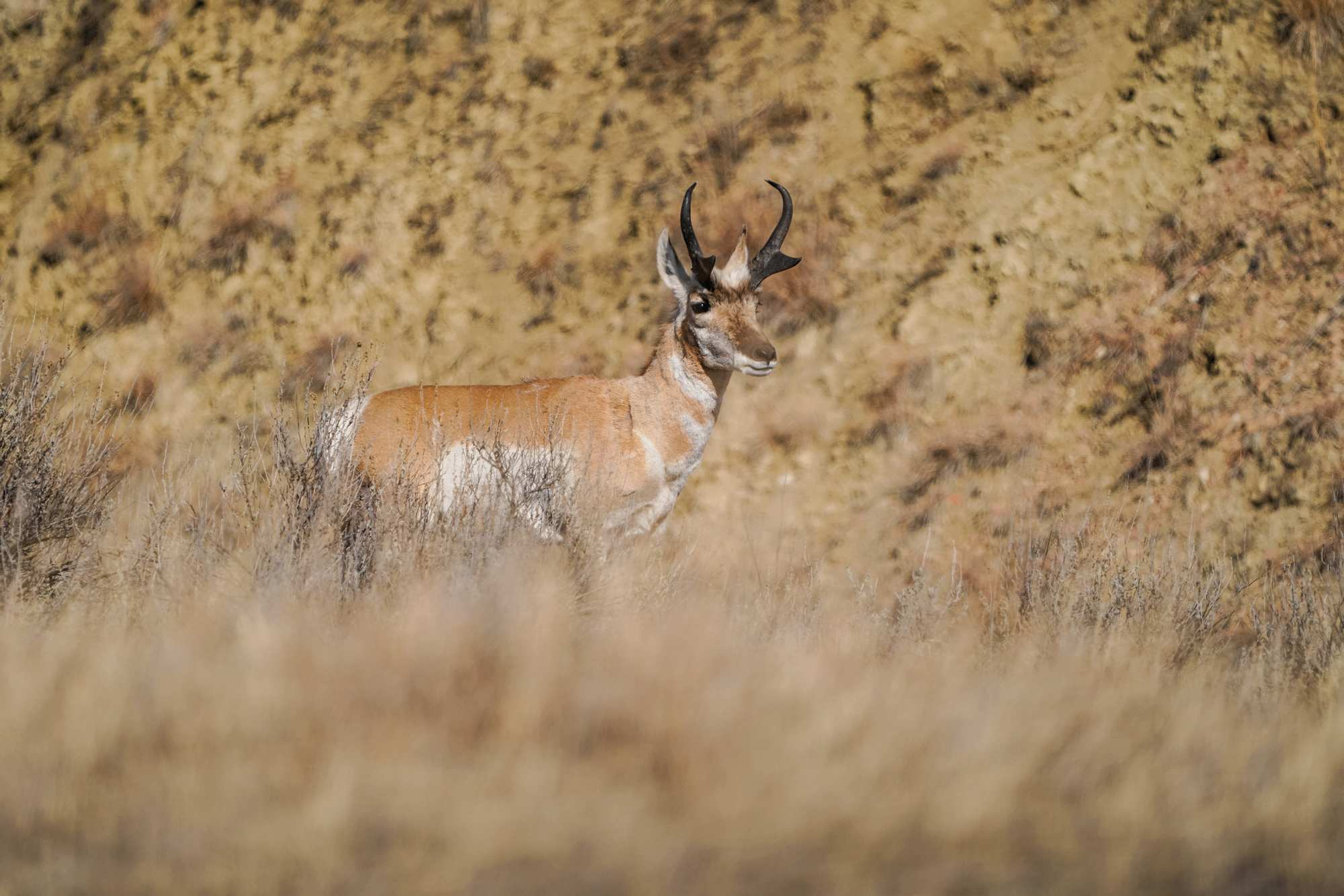 Pronghorn