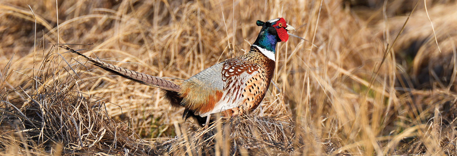 Pheasant rooster