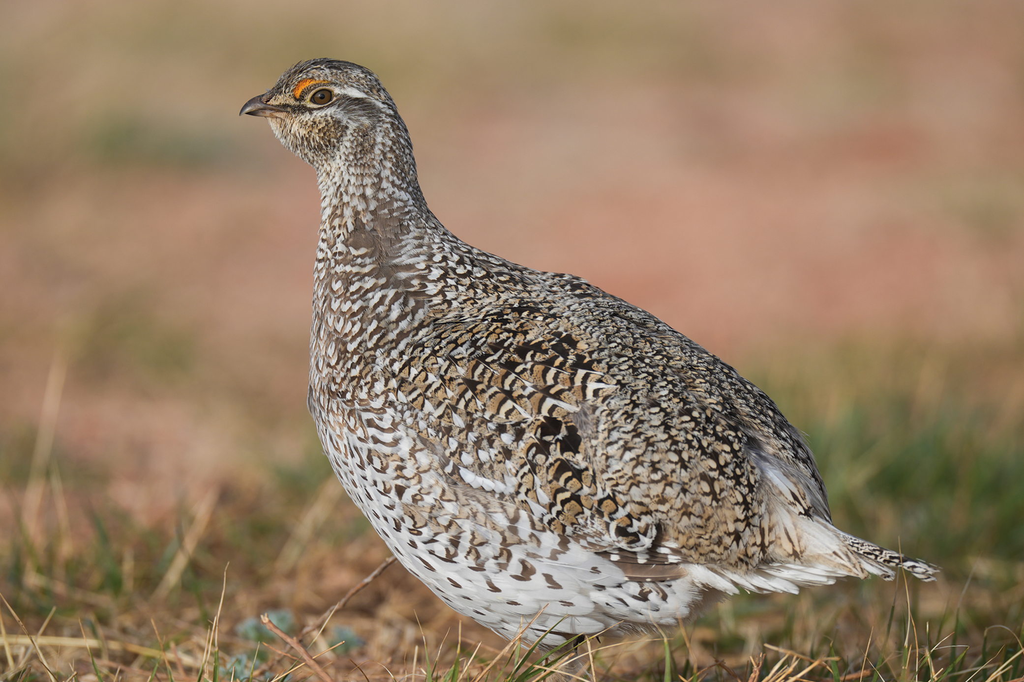 Sharp-tailed Grouse