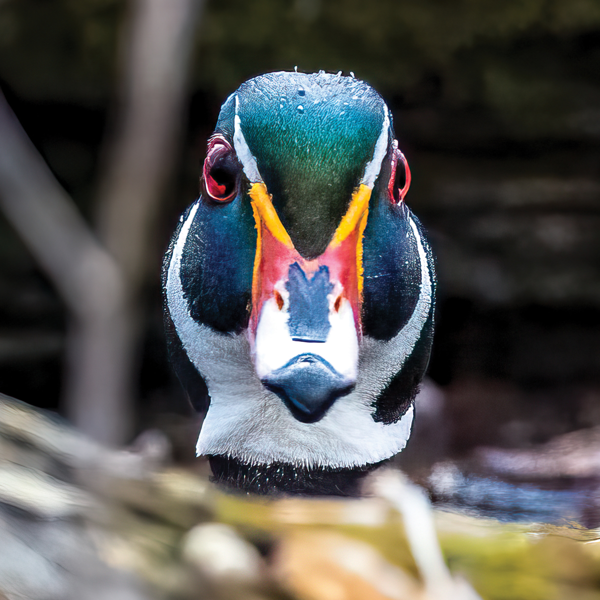 Woodduck