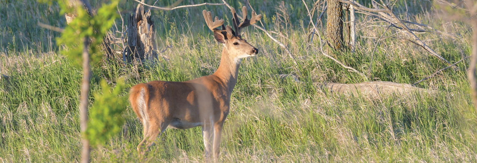 White-tailed deer