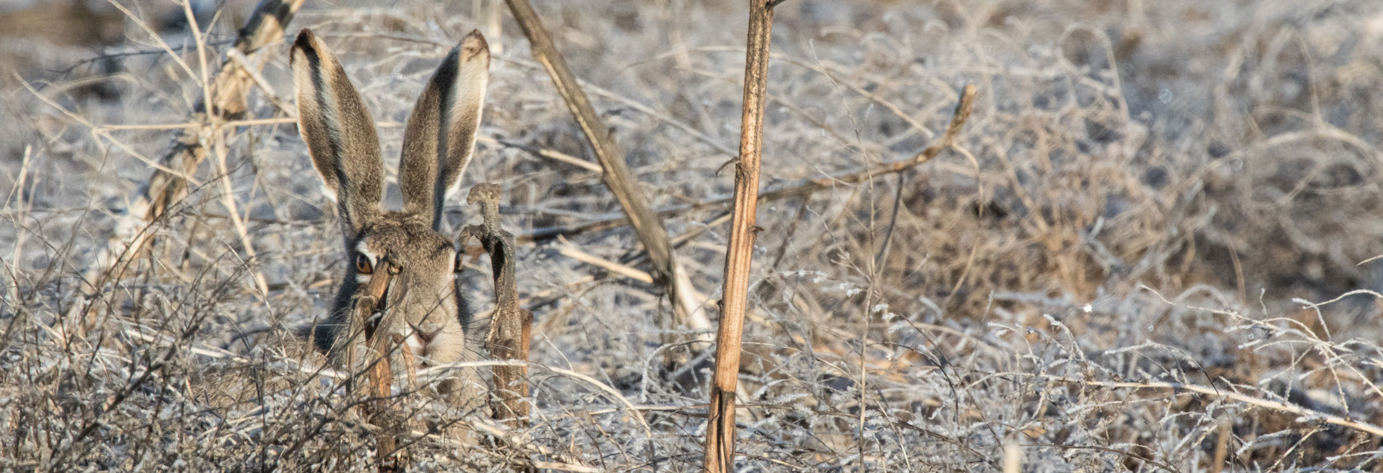 Jackrabbit in brush