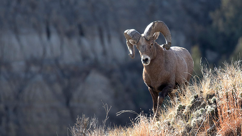 Bighorn sheep in the badlands