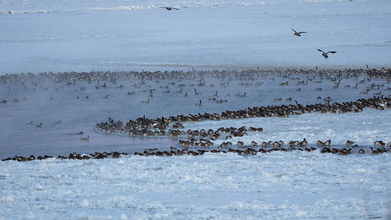 Canada geese on ice