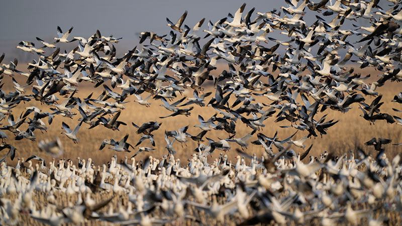 Flock of light geese