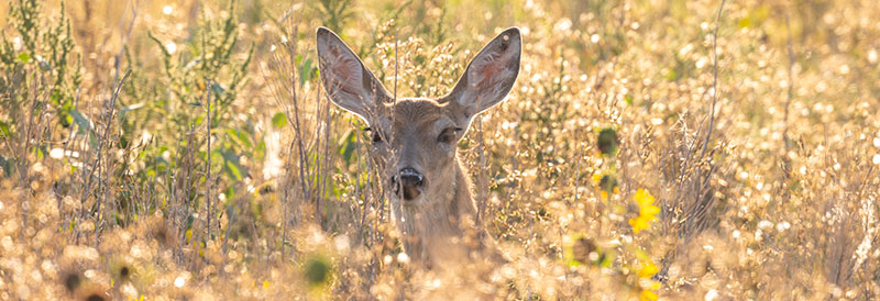 Deer in tall vegetation
