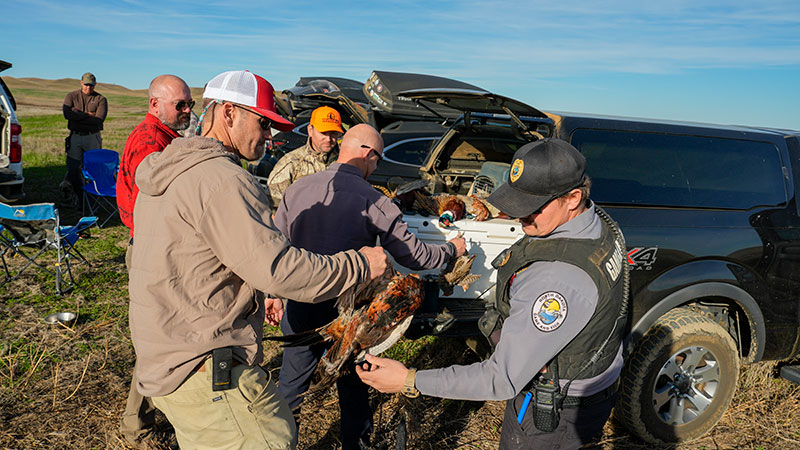 Warden checking pheasant hunters in the field