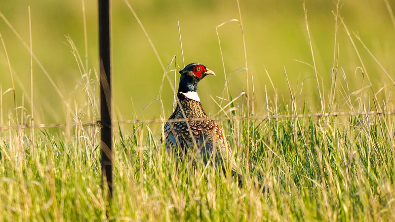 Pheasant in grass behind a fence