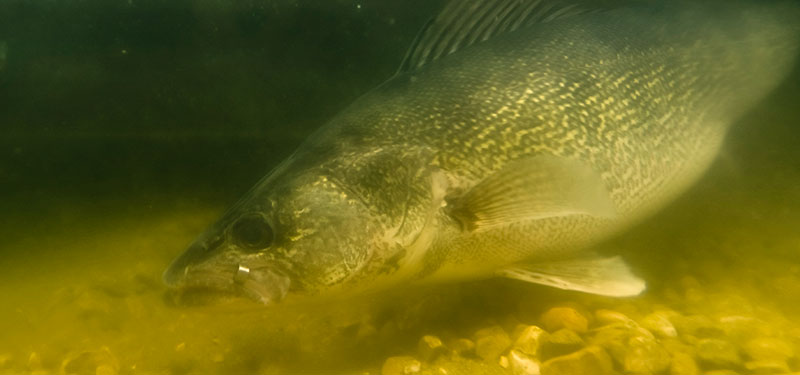 Tagged walleye