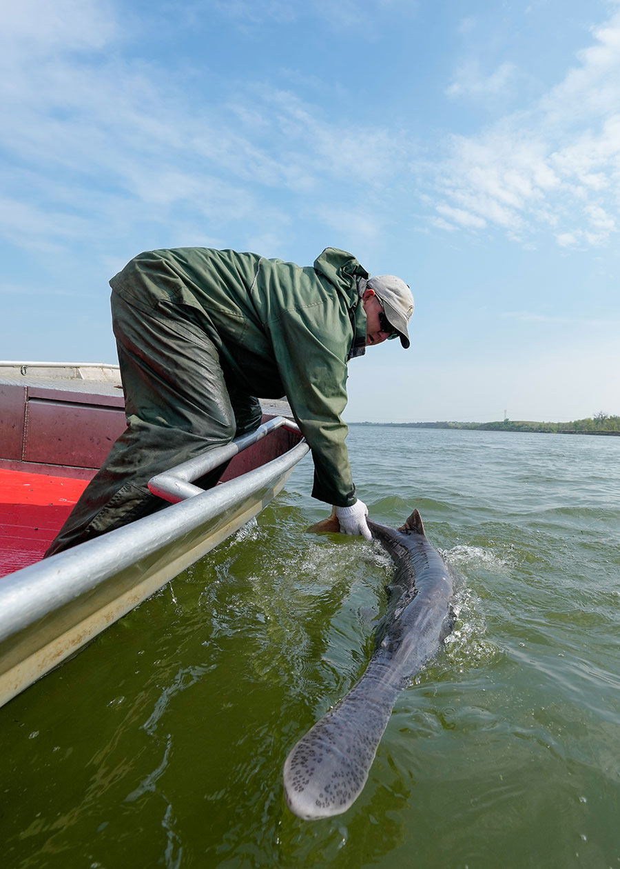 Biologist releasing a tagged paddlefish