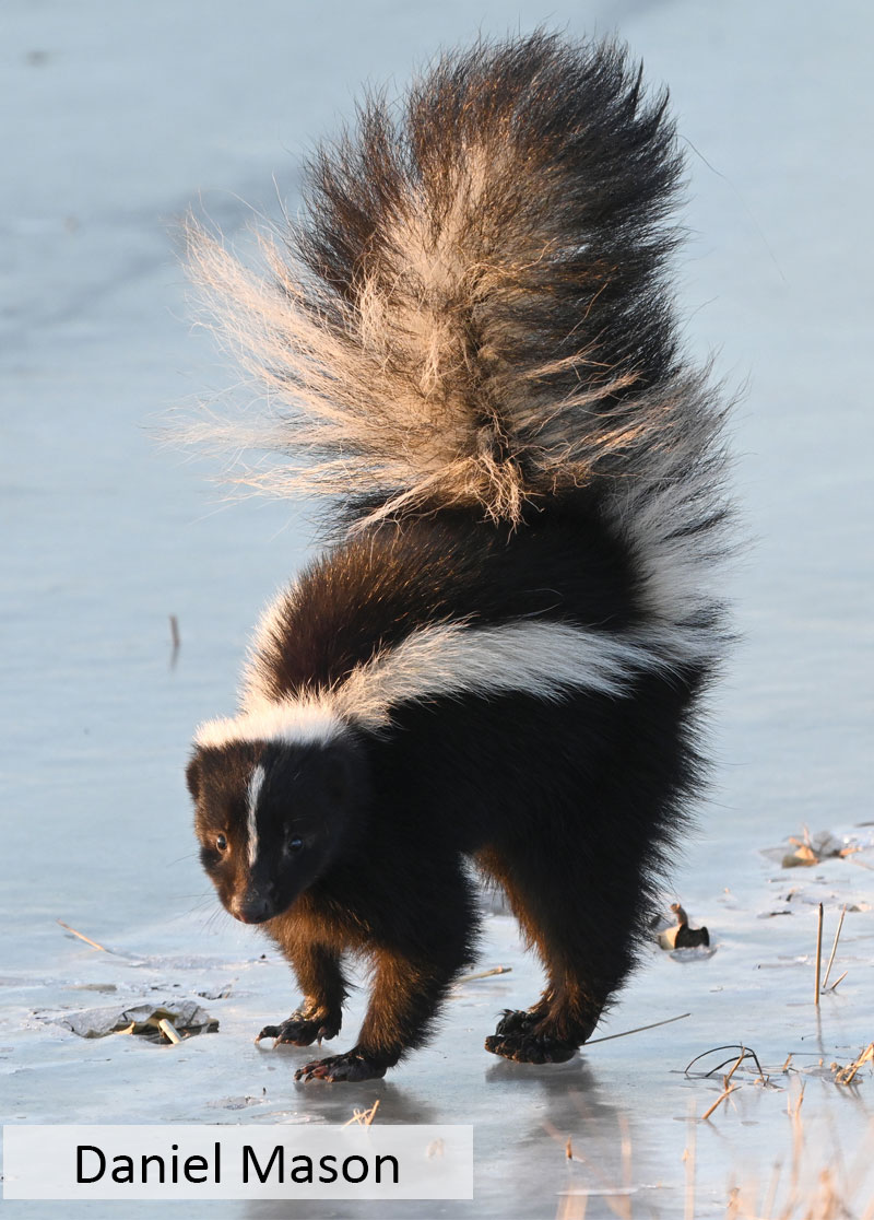 Skunk standing on ice threatening to spray