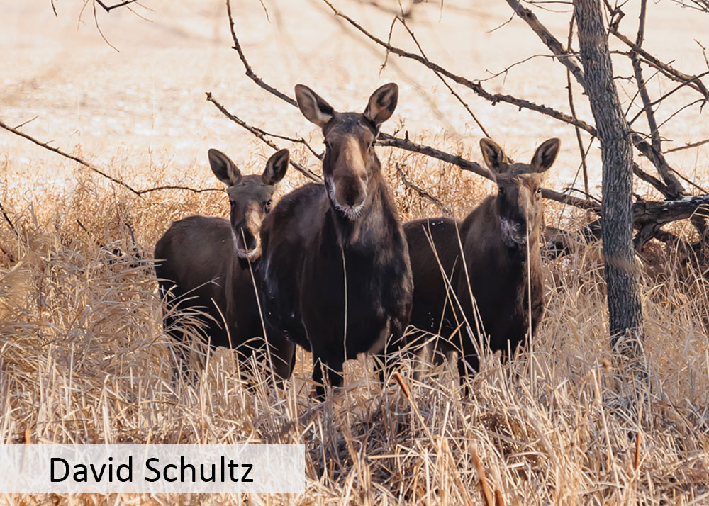 Three moose with frosty muzzles