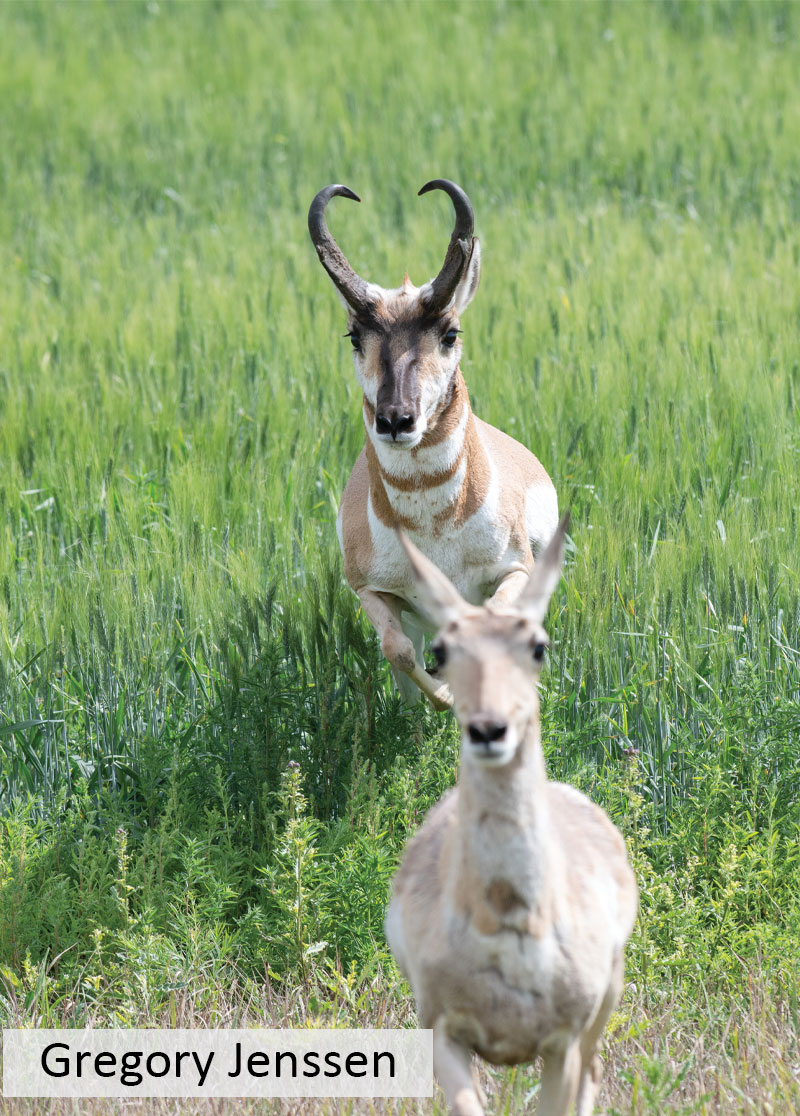 Pronghorn doe and buck running in green grass