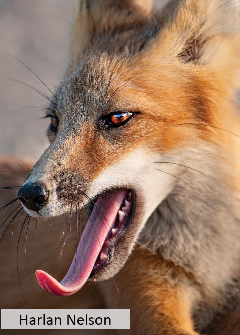 Red fox yawning
