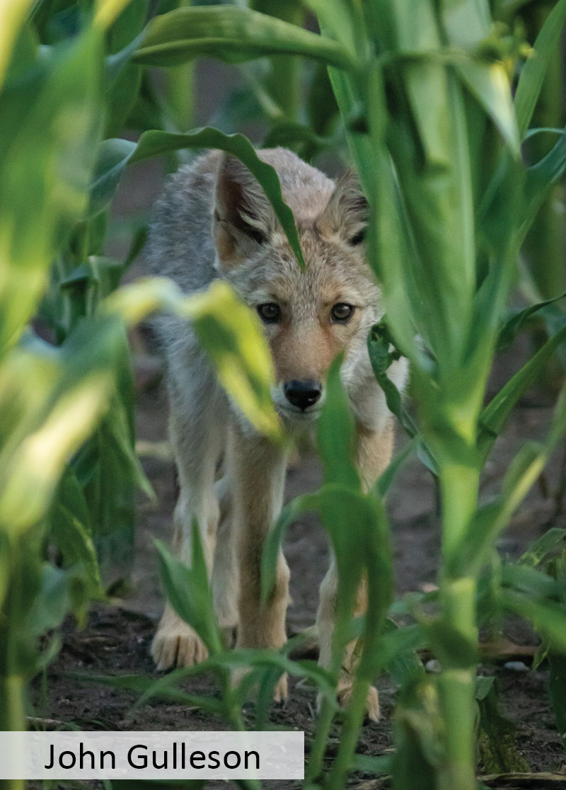 Coyote in corn field