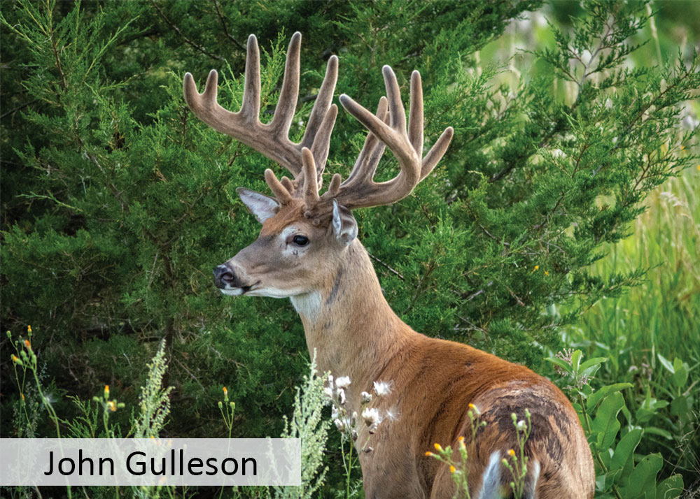 White-tailed buck in velvet