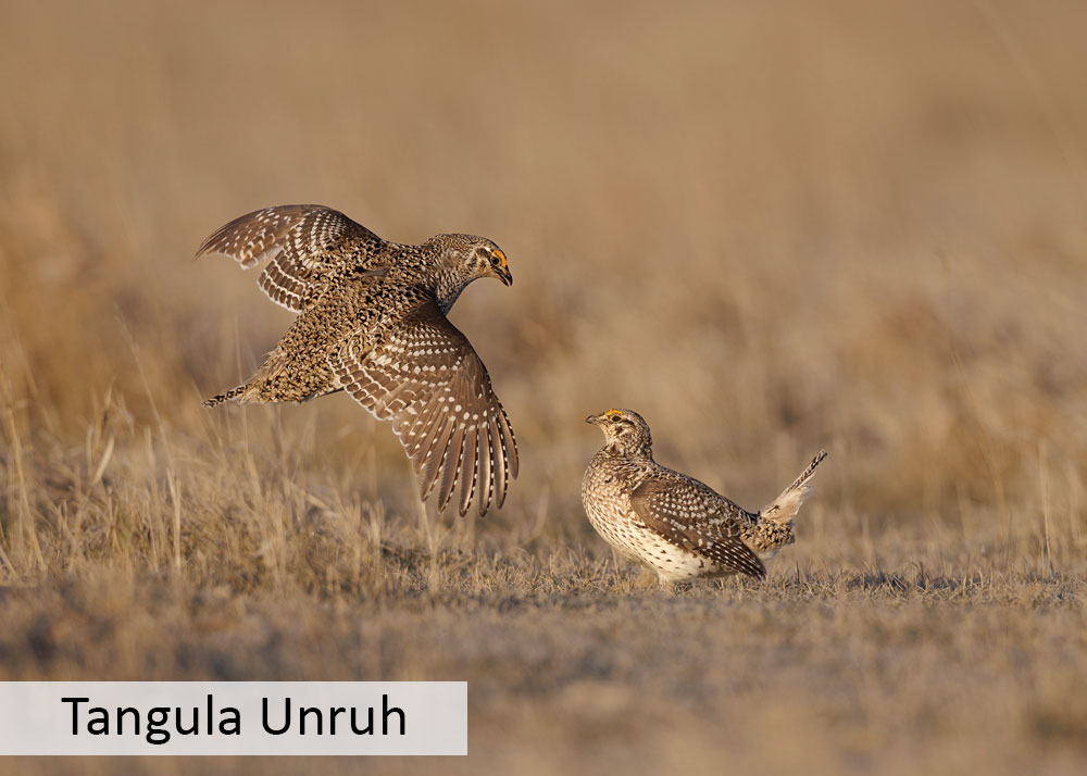 Two sharp-tailed grouse males on a lek displaying