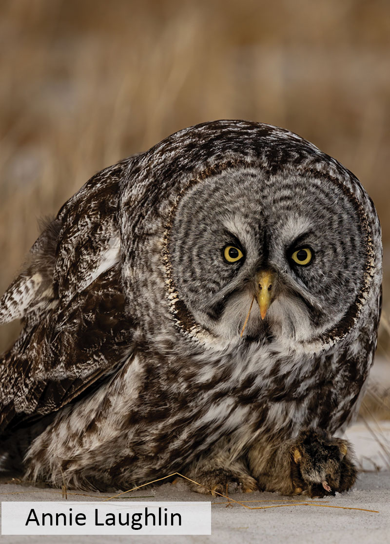 Great gray owl standing on snow holding rodent it caught in foot. Torn off tail in bird's beak.