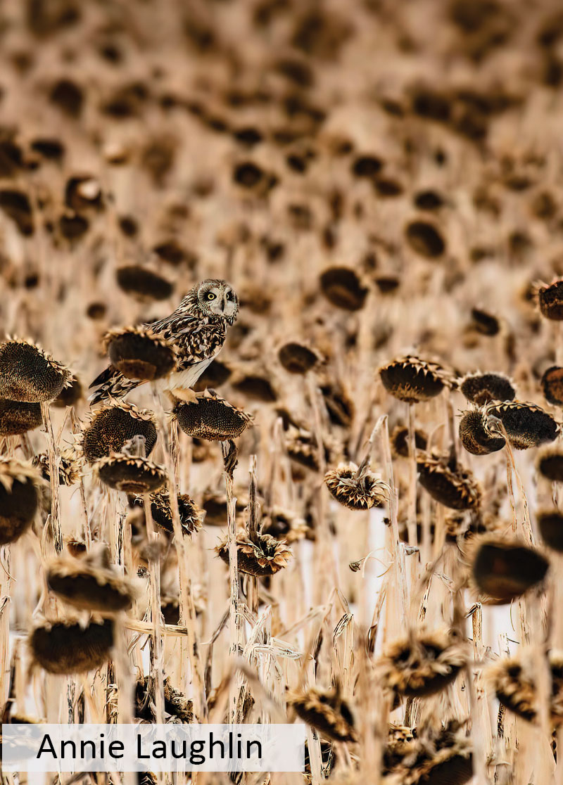 Short-eared owl in a dried out sunflower field