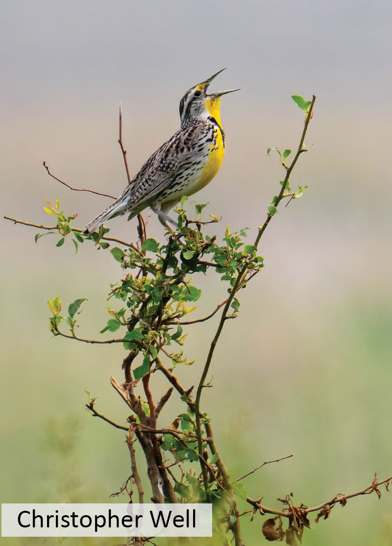 Meadowlark on bush singing