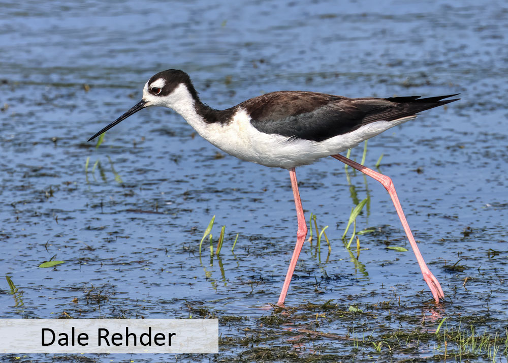 Black-necked stilt walking in shallow water