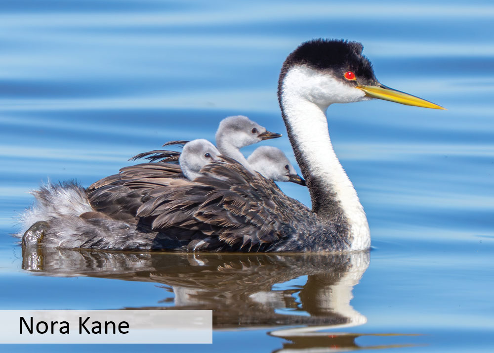 Western greeb swimming with three chicks on its back