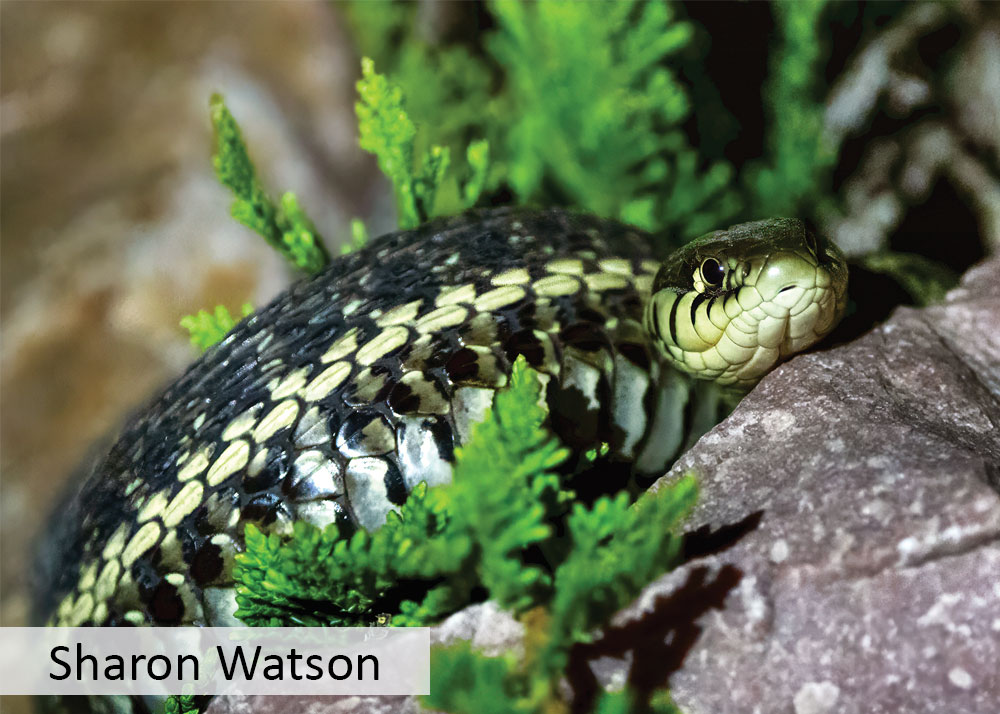 Plains garter snake curlled up on a rock