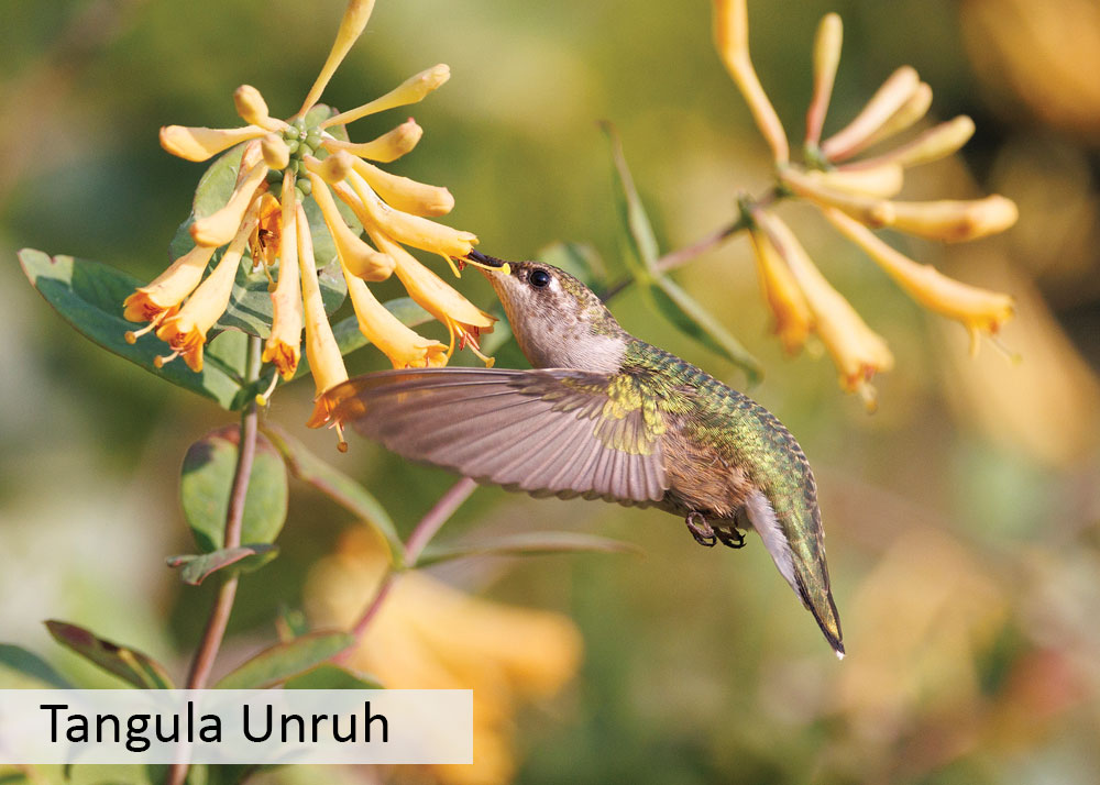 Ruby-throaded hummingbird getting nectar from a flower while flying