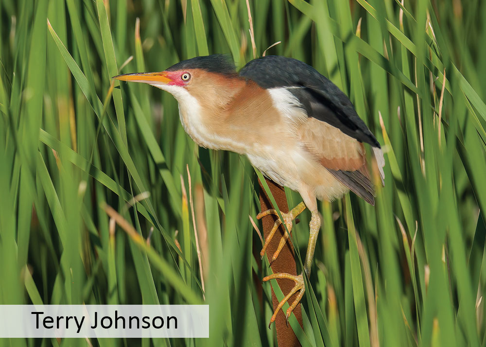 Least bittern standing on a cattail