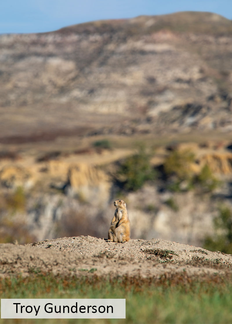 Prairie dog standing by hole in the badlands