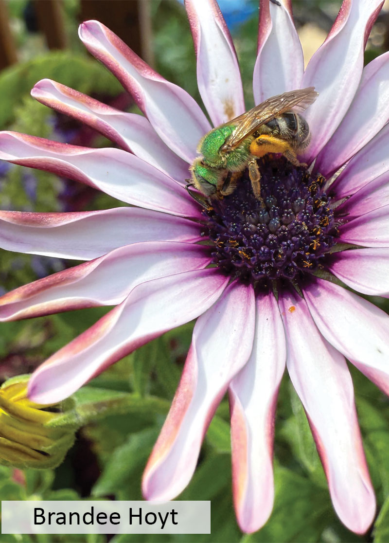 Green sweat bee on purple coneflower