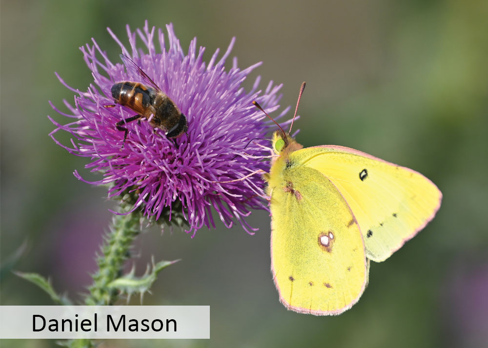 an orange sulphur butterfly and a dronefly on a thistle flower