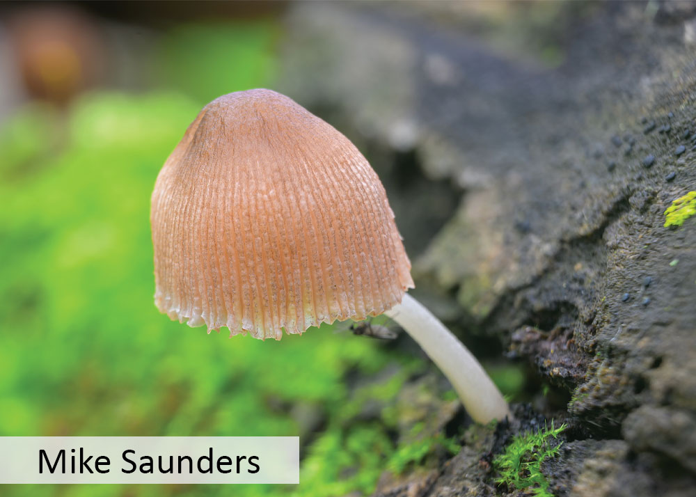 a pleated pluteus mushroom