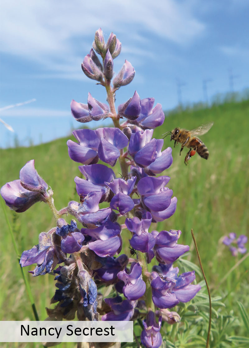 A honeybee flying by silvery lupine flowers