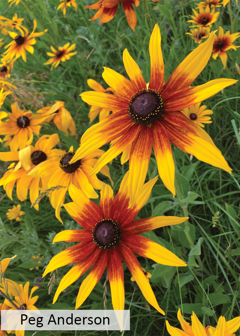Black-eyed susan flowers