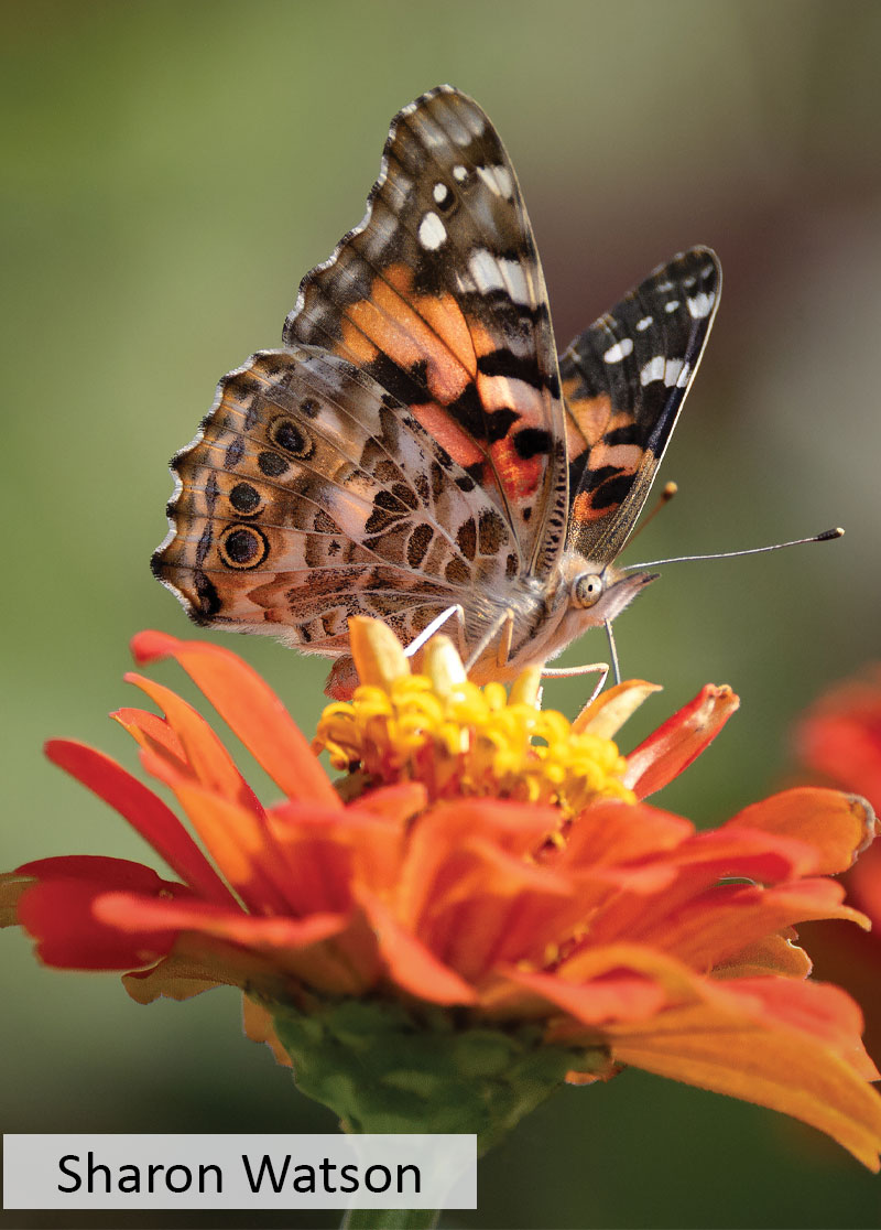 A painted lady butterfly on an orange flower