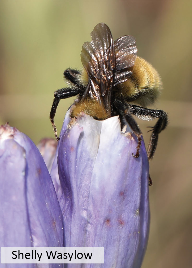 A Northern amber bumblebee with its head in a bottle gentian flower