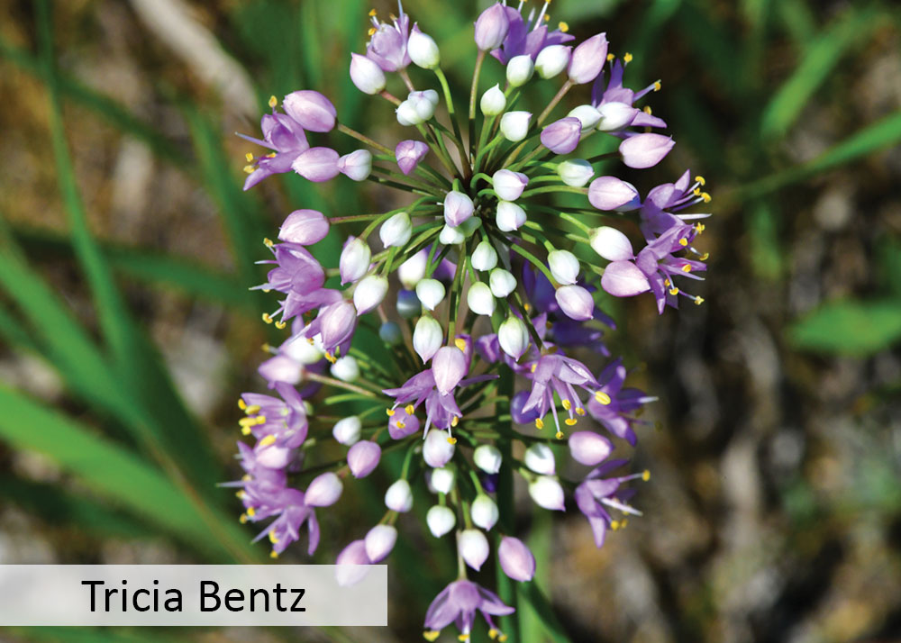 Wild onion flowers