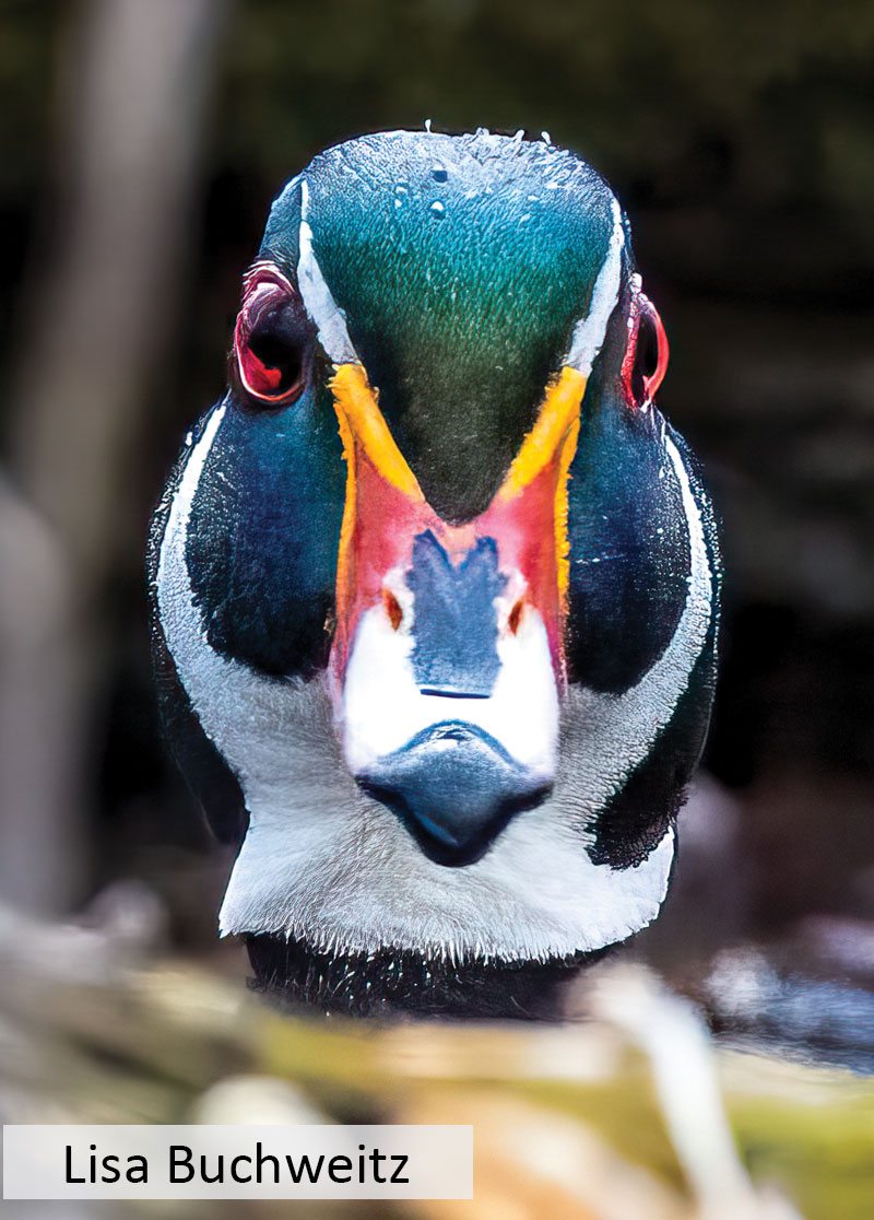 Close-up of wood duck drake head