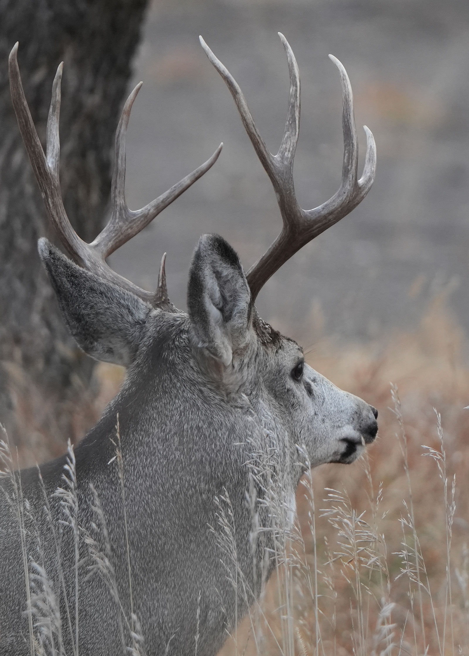 Mule deer buck in tall grass near a tree